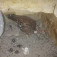 خرگوش نروماده