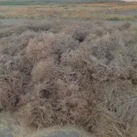 فروش کاه گندم|حیوانات مزرعه|هامون, |دیوار