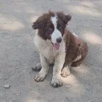 واگذاری سگ|سگ|الیگودرز, |دیوار