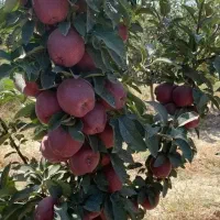 نهالستان سهند بزرگترین تولید کننده نهال|خدمات باغبانی و درختکاری|یزد, |دیوار