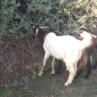 نربز تکه پاکستانی چاق.مخصوص داشتی .یک ساله