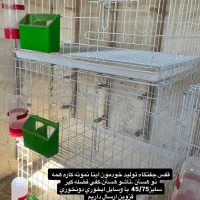 دم سفید هفترنگ خطی قفس جفتگاه چپ خوشرنگ|پرنده|قزوین, |دیوار