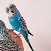 مرغ عشق  جفت مولد دستی رام با تخم