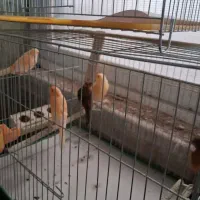 فروش60عددقناری