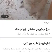 ۴ تا مرغ و خروس سلطان گرید ای کاکل بزرگ