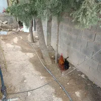 خروس محلی