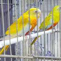 طوطی نئوفاما تورکوئیس