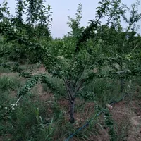 فروش ۵۰۰ متری|فروش دفتر صنعتی، کشاورزی، تجاری|ساوه, |دیوار