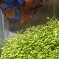 پلاکت کوی کندی جاینت|ماهی|تهران, دکتر هوشیار|دیوار