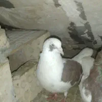 ی کتی سرخ نر