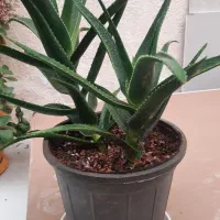 گل آلوعه ورا|گل و گیاه طبیعی|تربت جام, والفجر|دیوار