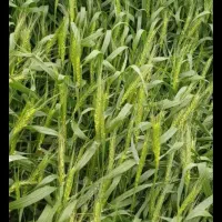 زمین کشاورزی