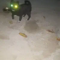 سگ آپارتمانی کوچک ریز|سگ|اهر, |دیوار