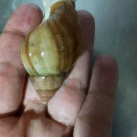 حلزون البینو و خاک کوکوپیت