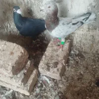 کبوتر|پرنده|بشاریات, |دیوار