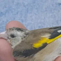 سهره جوجه نر