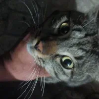 ۴ سوت طلا جایزه