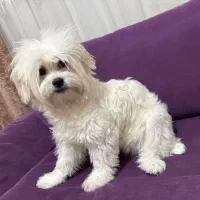 واگذاری سگ شیتزو