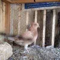 کبوتر فروشی|پرنده|قم, نخودی|دیوار