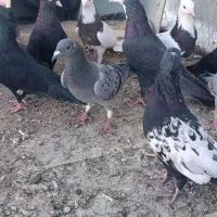 کفتر نقش و پرشی|پرنده|اردکان, |دیوار