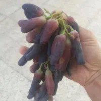 پیوند درختان|خدمات باغبانی و درختکاری|ملایر, |دیوار