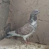 کبوتر پرشی|پرنده|معصومیه, |دیوار