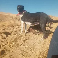 سگ نژاد دار