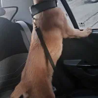 سگ مالیونز بلژیکی اصیل اصل|سگ|شیراز, رازی|دیوار