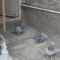 کفتر نروماده ضمانتی