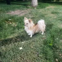 سگ پامرین روباهی نر