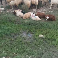 گله گوسفند|حیوانات مزرعه|تهران, آشتیانی|دیوار