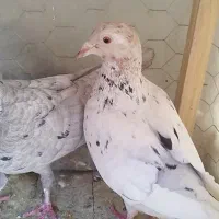 نرو ماده سرور قلدر خوش ذات