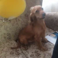 کوکر ماده مناسب حیاط و ویلا|سگ|تهران, هوانیروز|دیوار