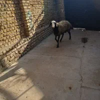 گوشتالو|حیوانات مزرعه|فردیس, شهرک ناز|دیوار