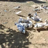 همه نوع کبوتر|پرنده|یاسوج, |دیوار