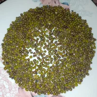 فروش ماش عمده و جزئی