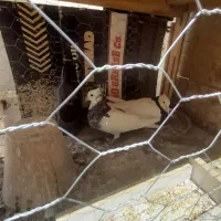 دو جفت نرو ماده