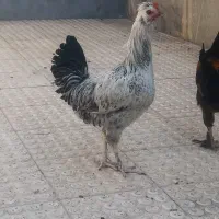 خروس سفید و زیبا