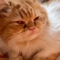 گربه نژاد پرشین واستکاتیش