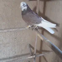 کبوتر سرور|پرنده|قم, کیوانفر|دیوار