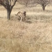 سگ ۴ساله گله ای|سگ|سراجو, |دیوار