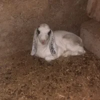 کره نر و ماده
