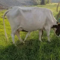 گاو و گوساله نر|حیوانات مزرعه|جیرفت, |دیوار