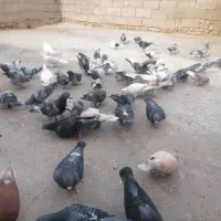 57تا کبوتر|پرنده|بوشهر, |دیوار