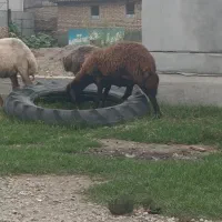 گوسفند
