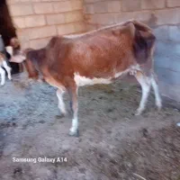 گاو|حیوانات مزرعه|پلدختر, |دیوار