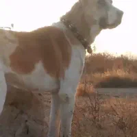 توله ماده خراسانی نگهبان گله|سگ|چناران, |دیوار