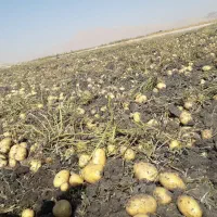 فروش بذر سیب زمینی