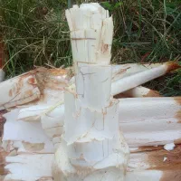 هرسنخلریگاندرمنزلو باغ|خدمات باغبانی و درختکاری|میناب, |دیوار