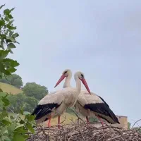 خریدا ر درخت خریدار چوب نقدی